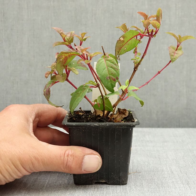 Spécimen de Fuchsia rustique Douce France Godet de 8/9 cm tel que livré au printemps