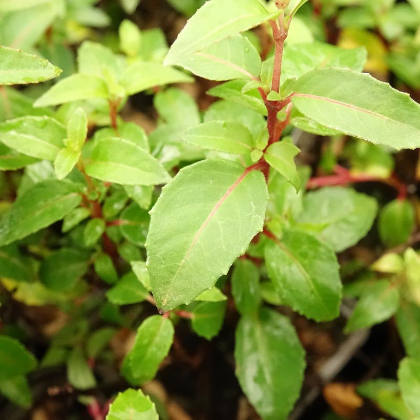 Fuchsia rustique Lady Thumb (Foliage)