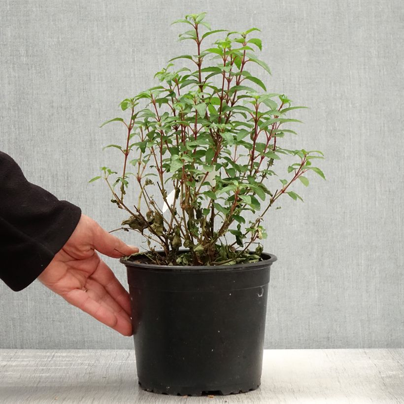 Example of Fuchsia rustique Lady Thumb Pot de 2L/3L as you get in printemps