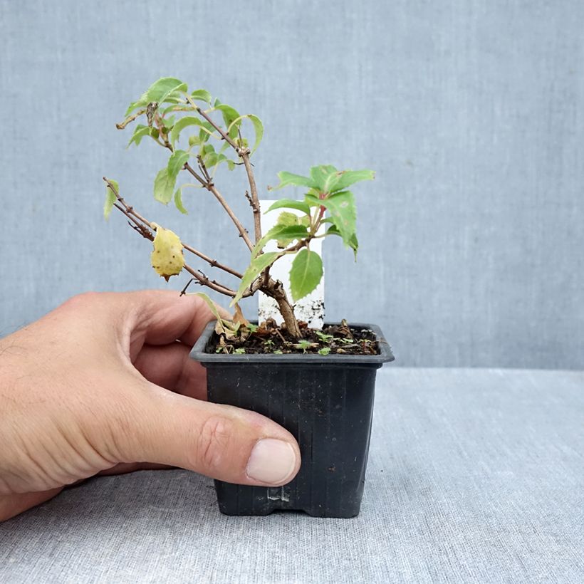 Spécimen de Fuchsia rustique Margaret Thatcher Godet de 8/9 cm tel que livré en automne