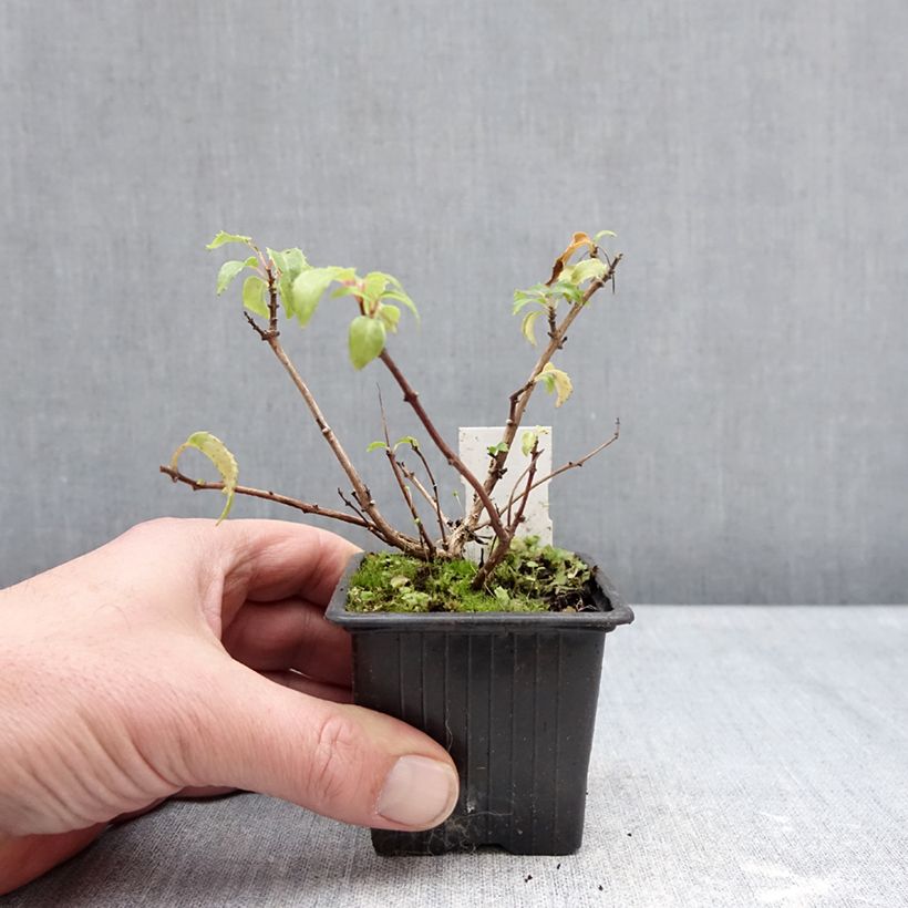 Example of Fuchsia rustique Margaret Thatcher Godet de 8/9 cm as you get in hiver