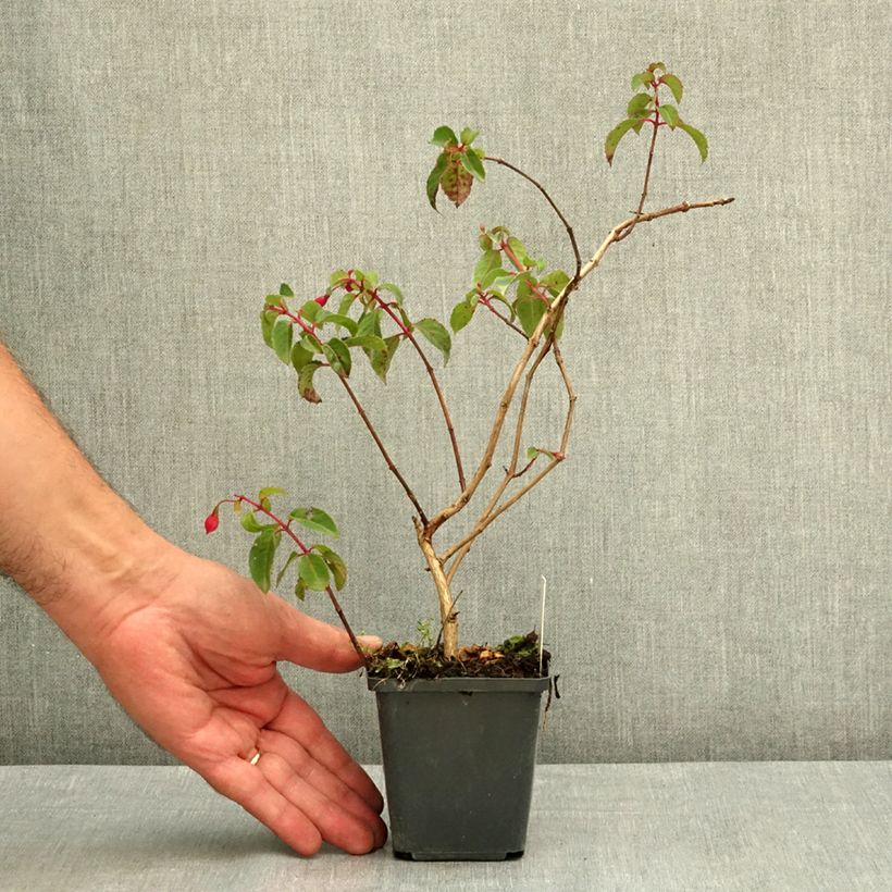 Spécimen de Fuchsia rustique Mrs Popple Godet de 8/9 cm tel que livré en été