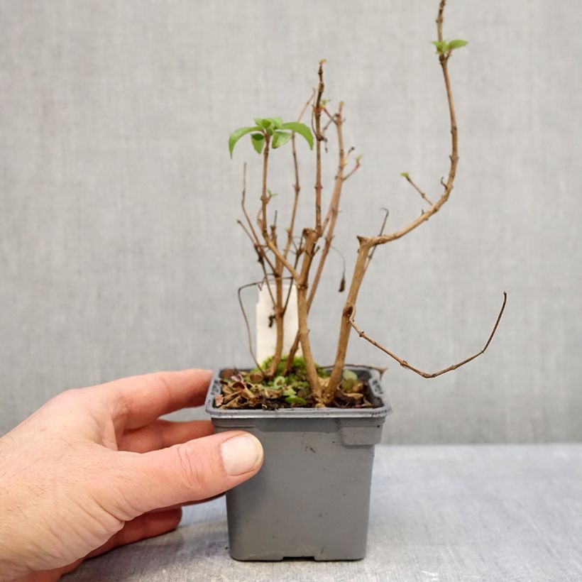 Spécimen de Fuchsia rustique Mrs Popple Godet de 8/9 cm tel que livré en hiver