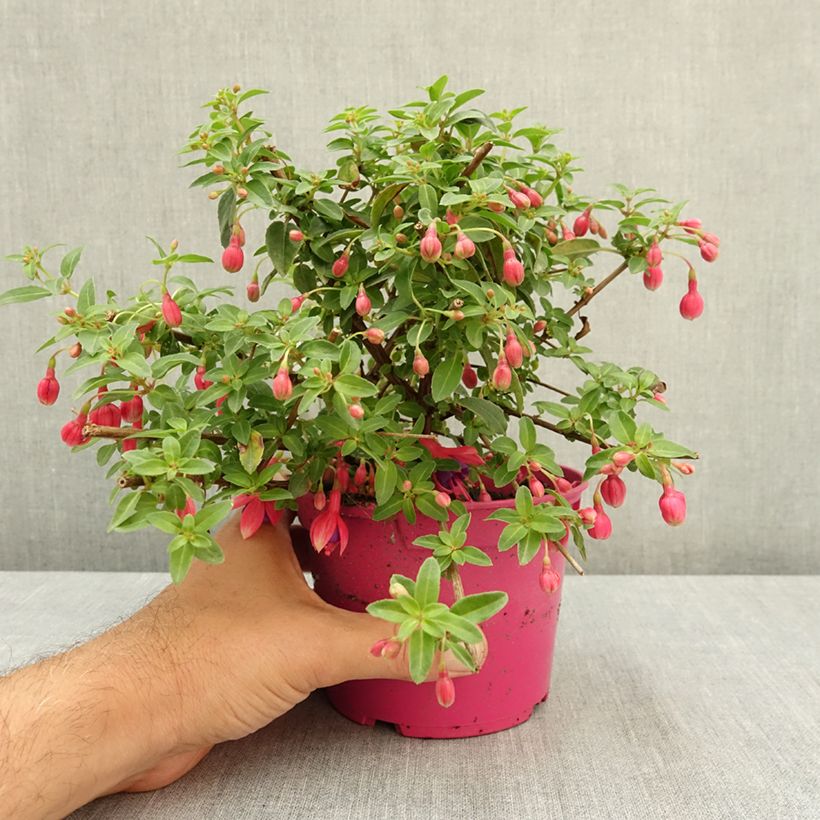 Spécimen de Fuchsia rustique Tom Thumb (Tom Pouce) Pot de 12 cm / 13 cm tel que livré en été