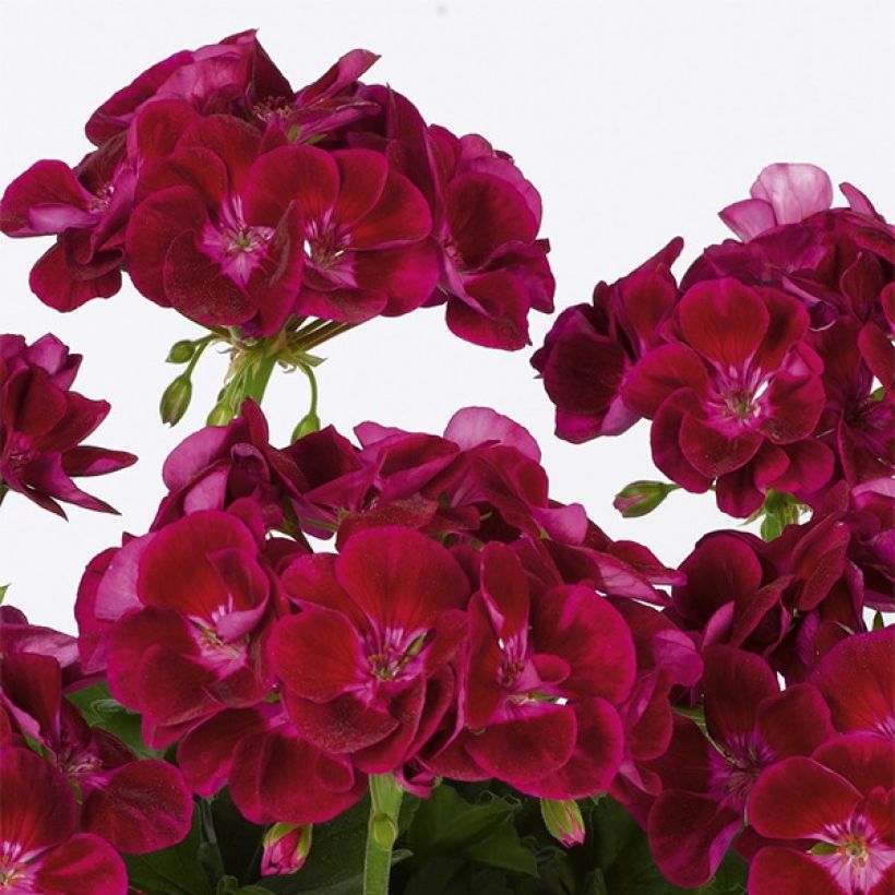 Géranium zonale Flower Fairy Velvet (Floraison)