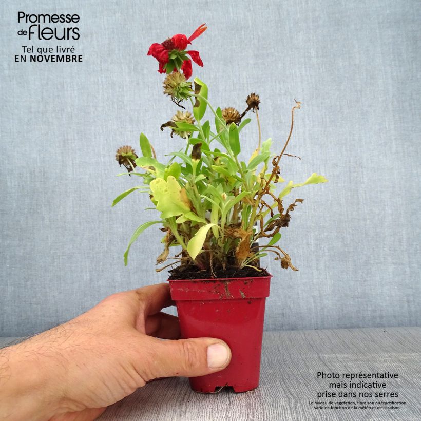 Spécimen de Gaillarde vivace Arizona Red  Godet de 8/9 cm tel que livré en automne