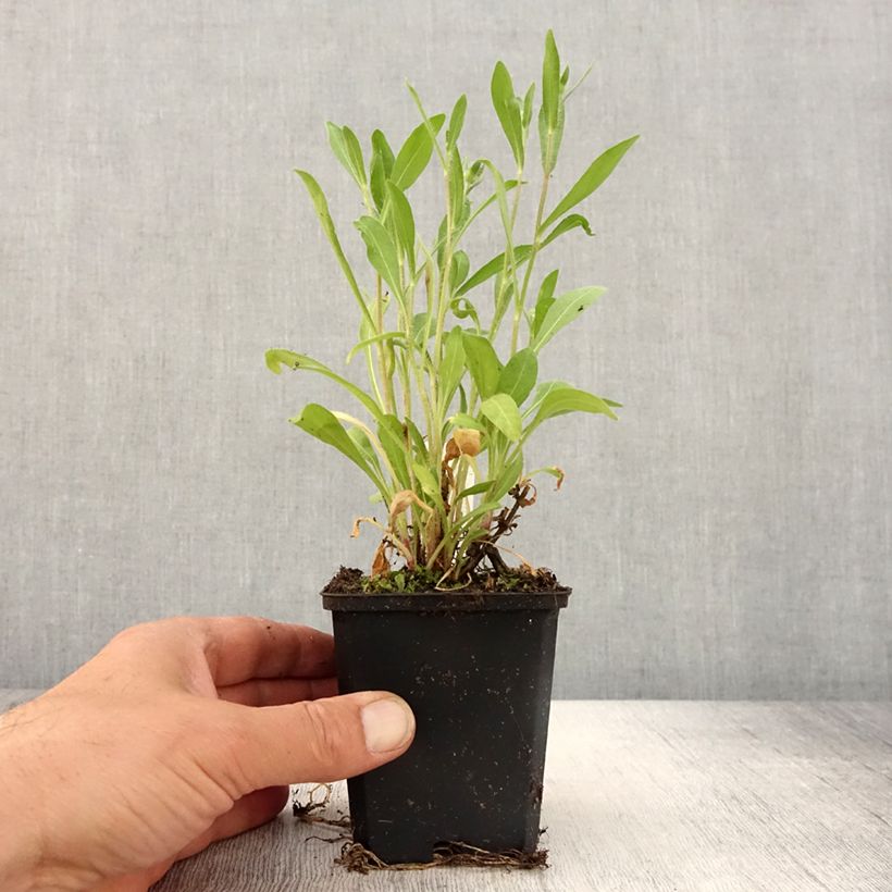 Example of Gaillarde vivace Arizona Red  Godet de 8/9 cm as you get in printemps