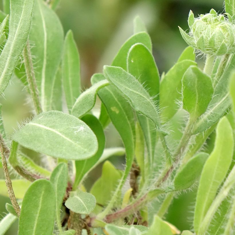 Gaillarde vivace Arizona Red  (Foliage)