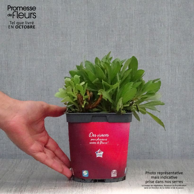 Spécimen de Gaillarde vivace Arizona Red  Pot de 2L/3L tel que livré en automne