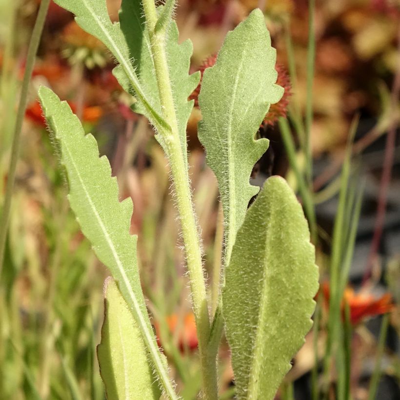 Gaillarde Tokayer (Foliage)