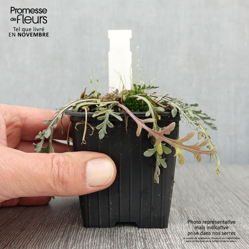 Spécimen de Gaillarde pinnatifida - Gaillardia  Godet de 8/9 cm tel que livré en automne