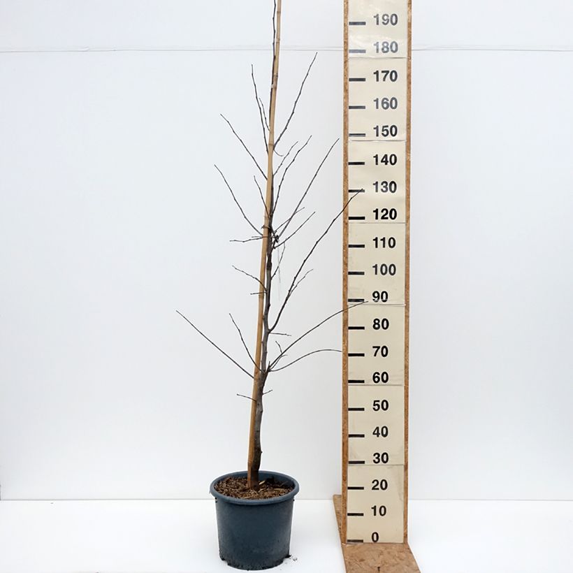 Spécimen de Gainier du Canada - Cercis canadensis Royal White Pot de 12L/15L tel que livré en automne