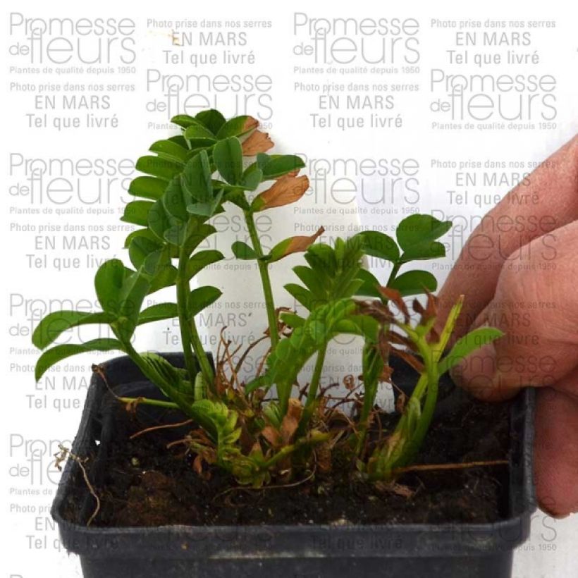 Example of Galega hartlandii Lady Wilson Godet de 8/9 cm as you get