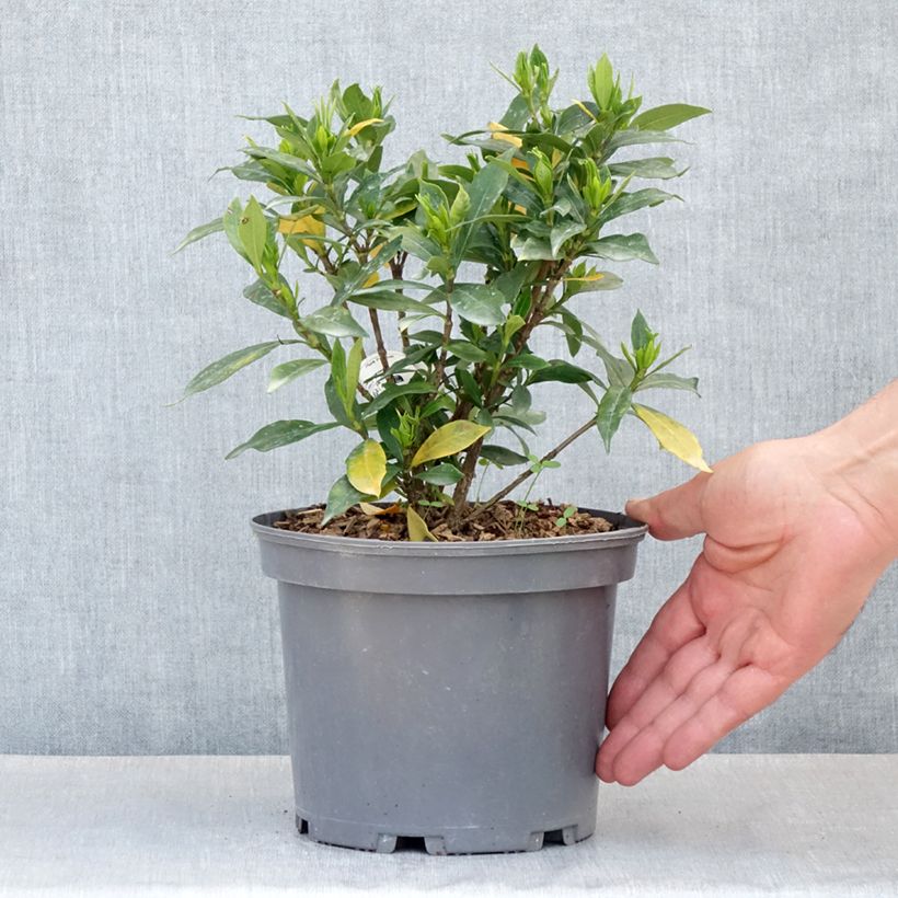 Spécimen de Gardenia jasminoides Celestial Star - Jasmin du Cap Pot de 3L/4L tel que livré au printemps