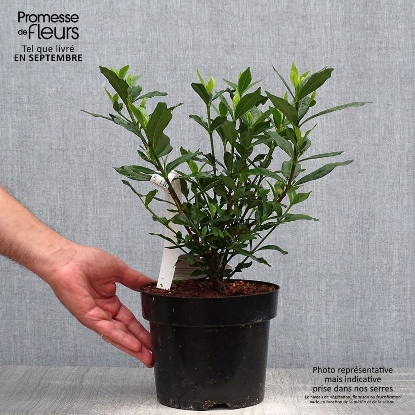 Spécimen de Gardenia jasminoides Double Mint Pot de 2L/3L tel que livré en automne