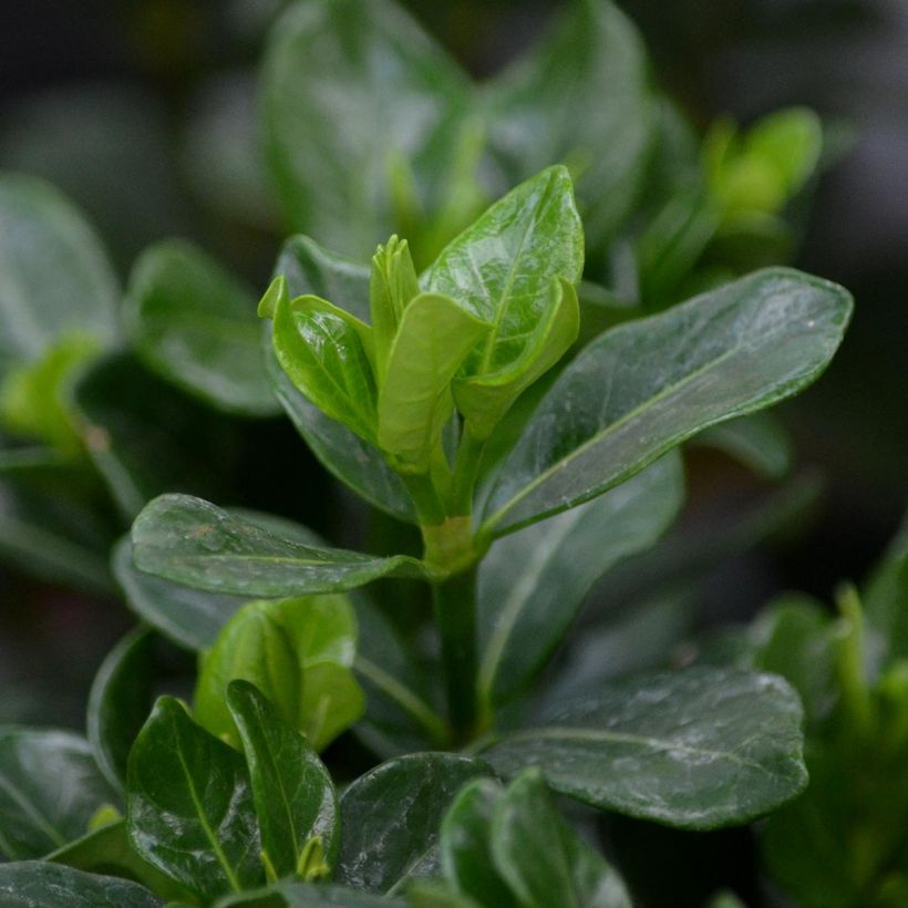 Gardenia jasminoides Kleim's Hardy (Foliage)