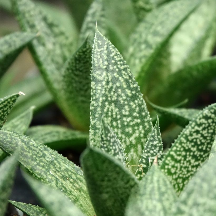 Gasteria D. Delta (Feuillage)