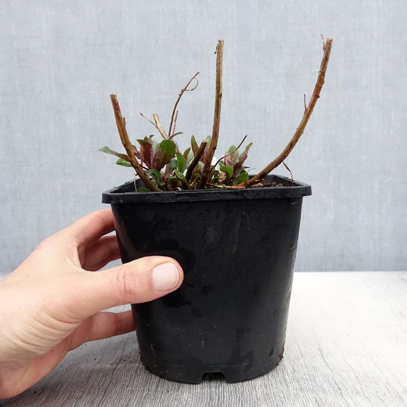 Spécimen de Gaura lindheimeri Baby Butterfly Dark Pink - Gaura de Lindheimer nain Pot de 2L/3L tel que livré au printemps