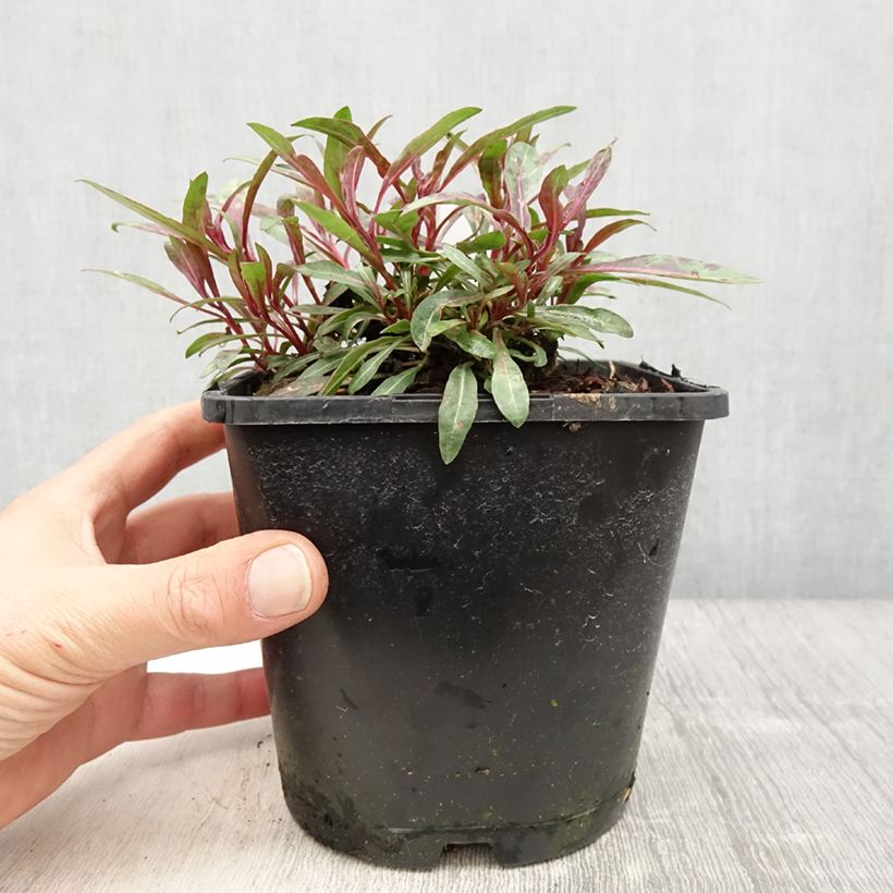 Spécimen de Gaura lindheimeri Blaze - Gaura de Lindheimer Pot de 2L/3L tel que livré au printemps