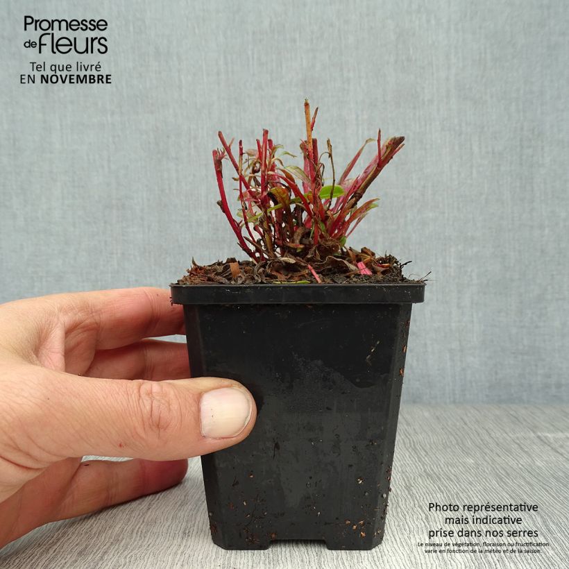 Spécimen de Gaura lindheimeri Cherry Brandy - Gaura de Lindheimer rose vif Godet de 8/9 cm tel que livré en automne