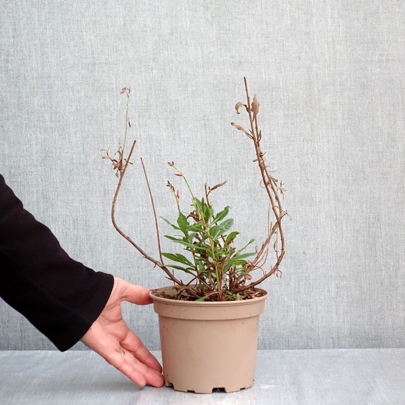 Spécimen de Gaura lindheimeri Rosy Jane Pot de 2L/3L tel que livré en automne