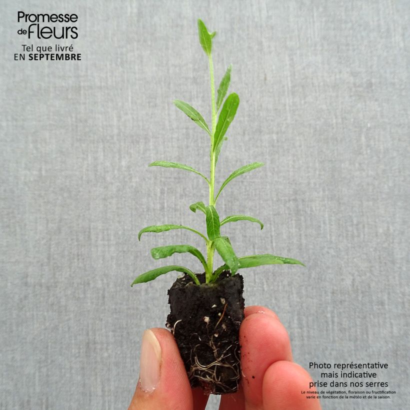 Spécimen de Gaura lindheimeri Snowbird Mini-motte Ø 3/4 cm tel que livré en automne