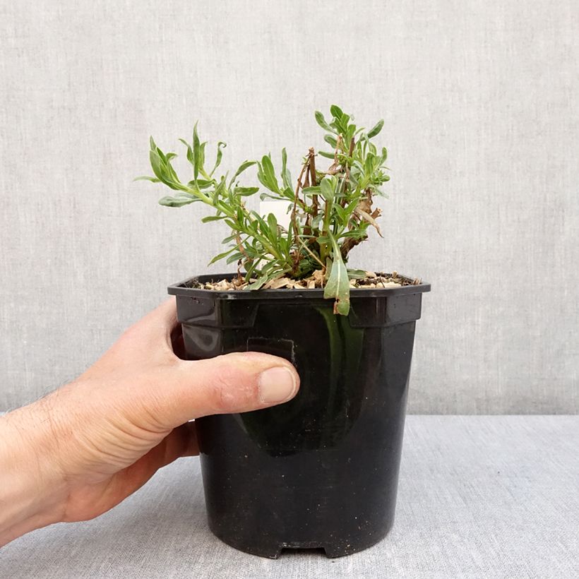 Spécimen de Gaura lindheimeri Snowbird Pot de 2L/3L tel que livré au printemps