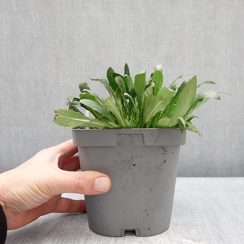 Example of Gaura lindheimeri Summer Breeze - Gaura de Lindheimer Pot de 2L/3L as you get in hiver