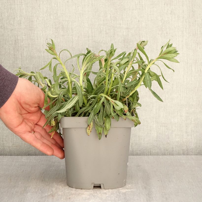 Spécimen de Gaura lindheimeri Summer Breeze - Gaura de Lindheimer Pot de 2L/3L tel que livré au printemps
