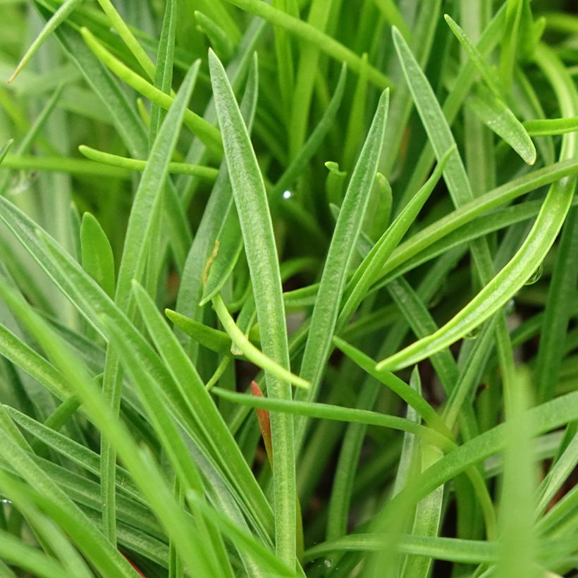 Gazon d'Espagne, Armeria hybrida Ornament (Feuillage)