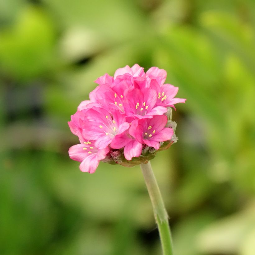 Gazon d'Espagne, Armeria hybrida Ornament (Floraison)