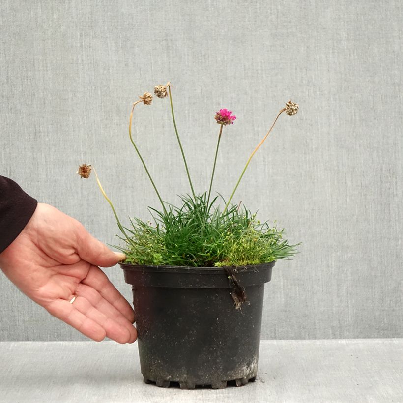 Spécimen de Gazon d'Espagne - Armeria maritima Düsseldorfer Stolz Pot de 2L/3L tel que livré en automne
