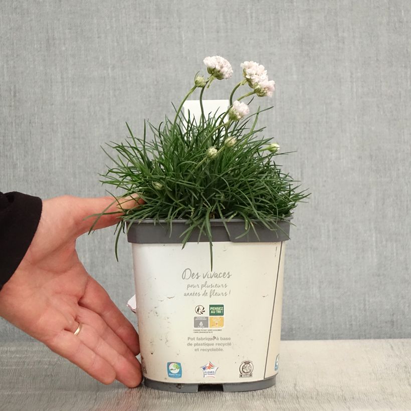 Example of Gazon d'Espagne blanc, Armeria Maritima alba Pot de 2L/3L as you get in printemps