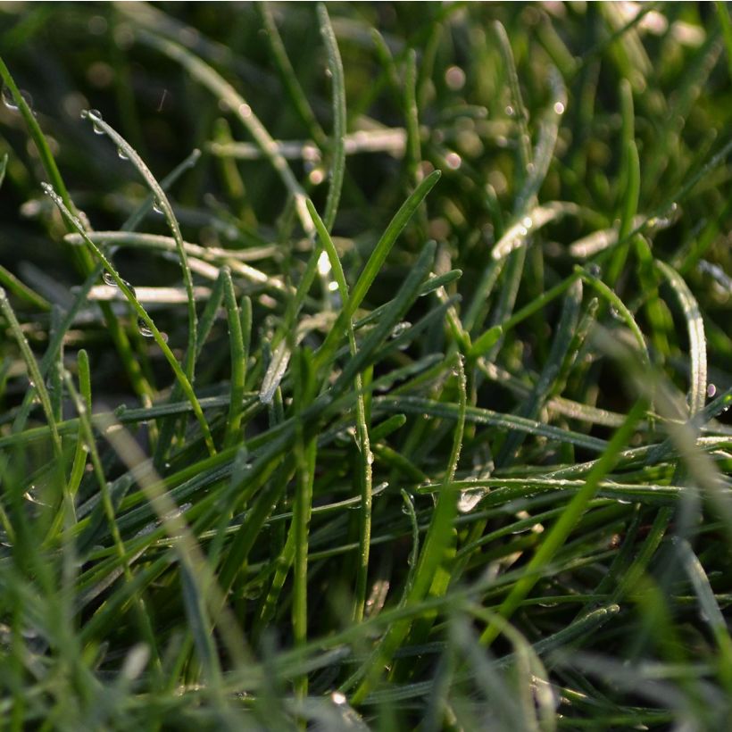 Gazon d'Espagne rose, Armeria Maritima Rosea (Foliage)