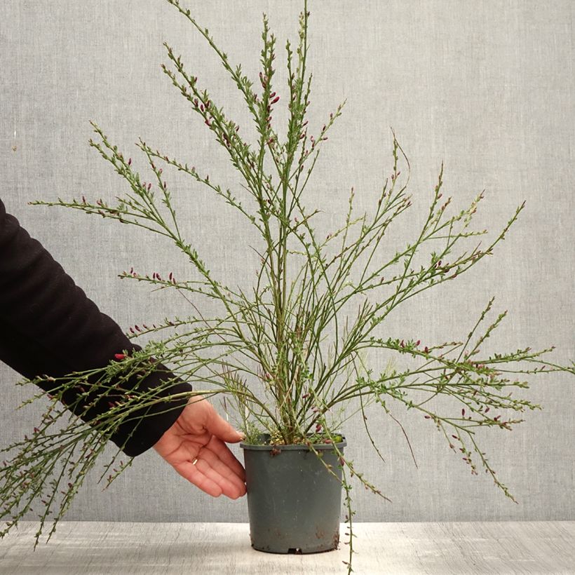 Spécimen de Genêt à balais - Cytisus scoparius Burkwoodii Pot de 2L/3L tel que livré au printemps