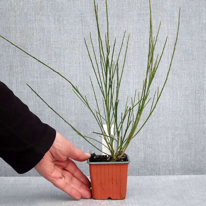 Spécimen de Genêt à balais - Cytisus scoparius Goldfinch Godet de 8/9 cm tel que livré au printemps