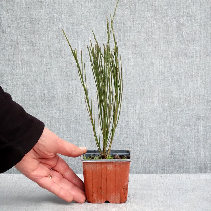 Spécimen de Genêt à balais - Cytisus scoparius Luna Godet de 8/9 cm tel que livré au printemps