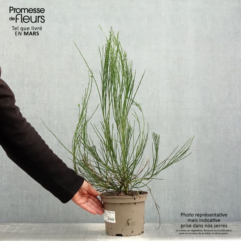 Spécimen de Genêt à balais - Cytisus scoparius Vanesse Pot de 2L/3L tel que livré au printemps