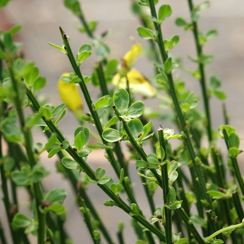 Genêt à balais - Cytisus scoparius Vanesse (Feuillage)