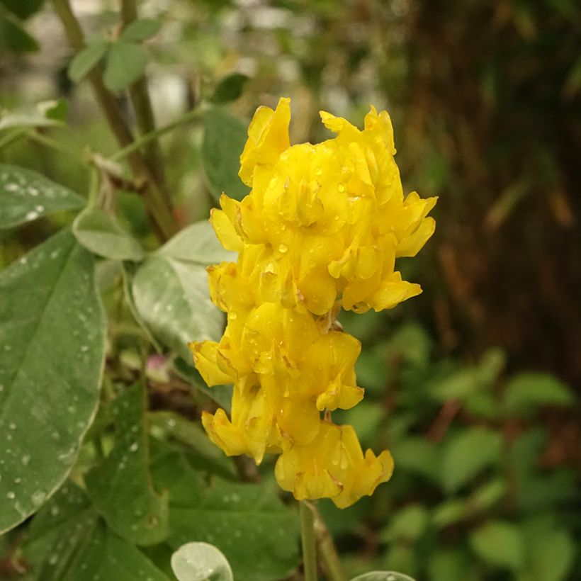 Genêt ananas - Cytisus battandieri (Floraison)