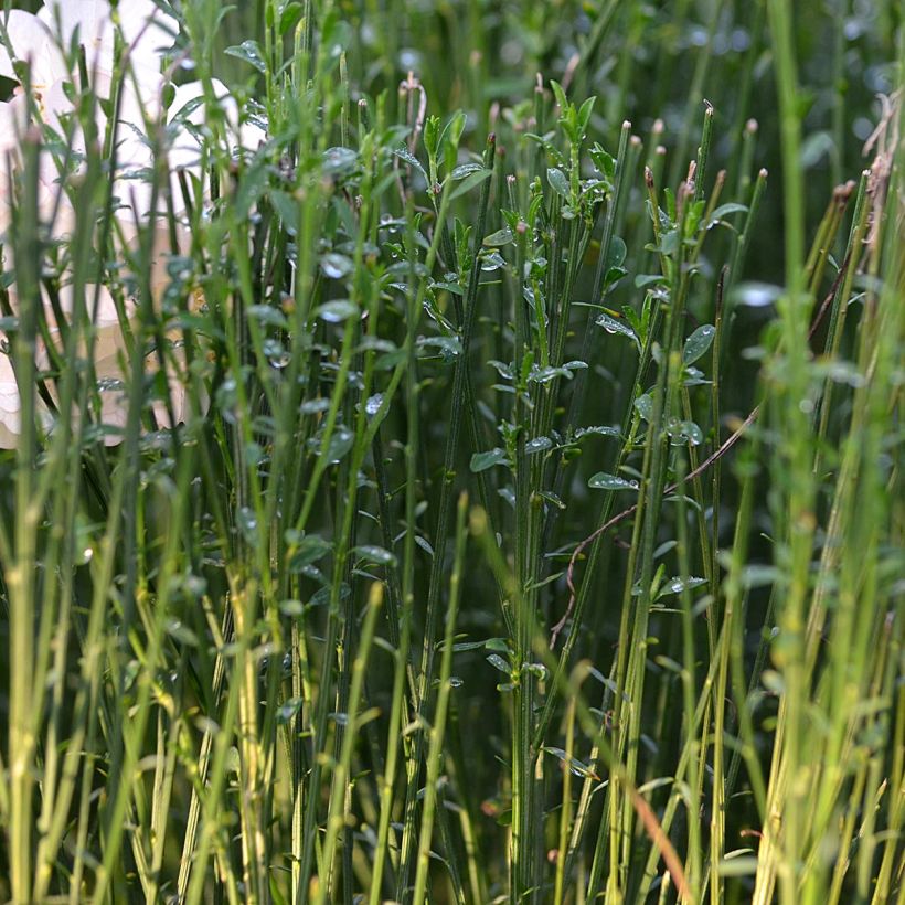 Cytisus procumbens Zeelandia - Genêt à balais (Foliage)
