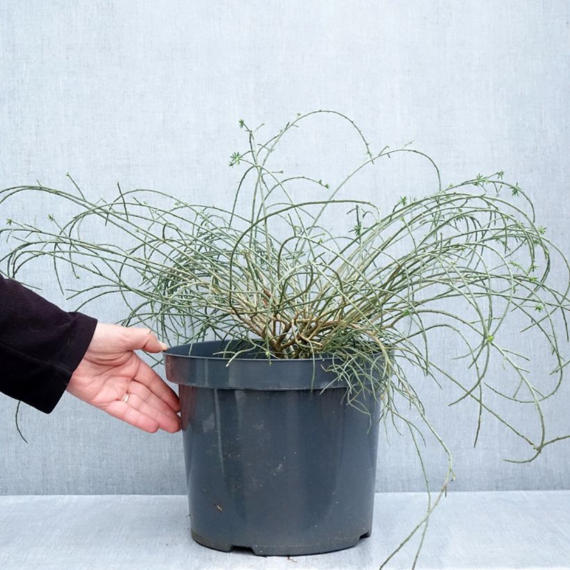 Spécimen de Genêt de Lydie - Genista lydia Pot de 7,5L/10L tel que livré en automne