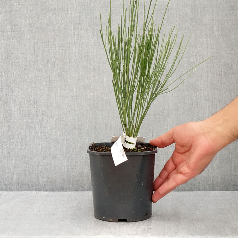 Spécimen de Genêt précoce - Cytisus praecox Albus Pot de 2L/3L tel que livré en été