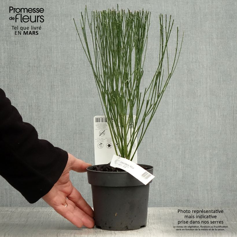 Spécimen de Genêt précoce - Cytisus praecox Albus Pot de 2L/3L tel que livré au printemps