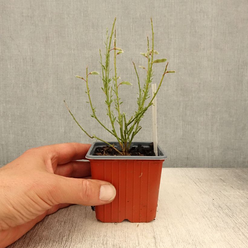Spécimen de Genêt précoce - Cytisus praecox Allgold Godet de 8/9 cm tel que livré au printemps