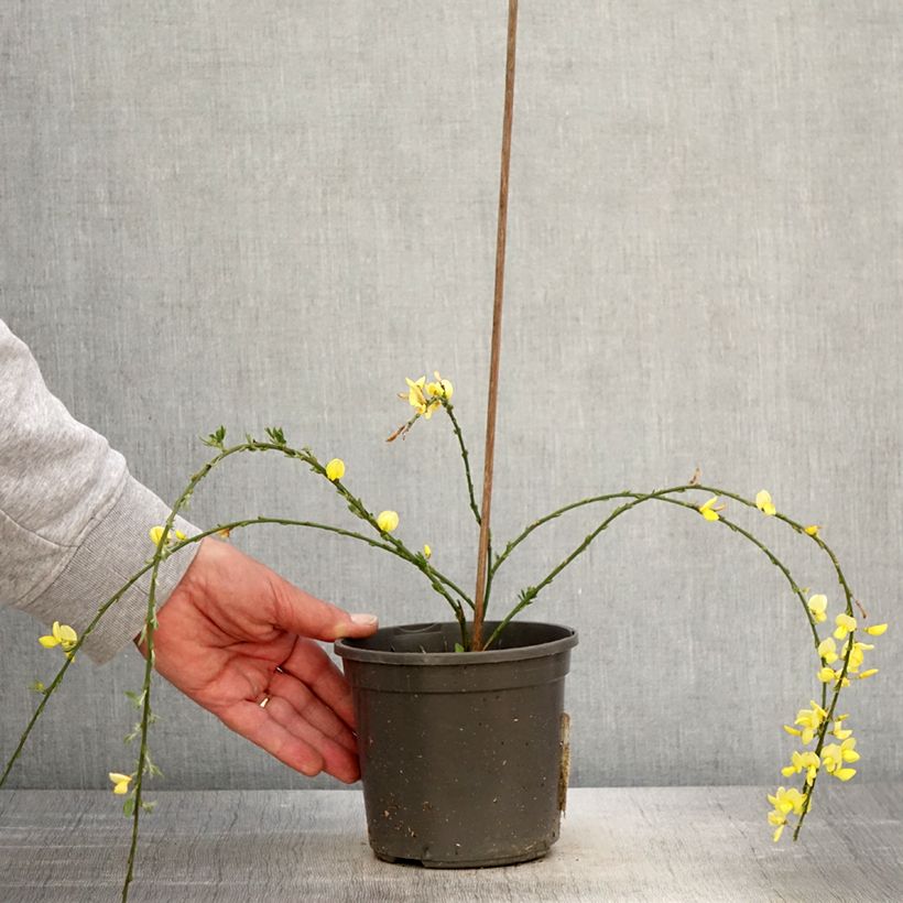 Spécimen de Genêt rampant - Cytisus kewensis Pot de 2L/3L tel que livré au printemps