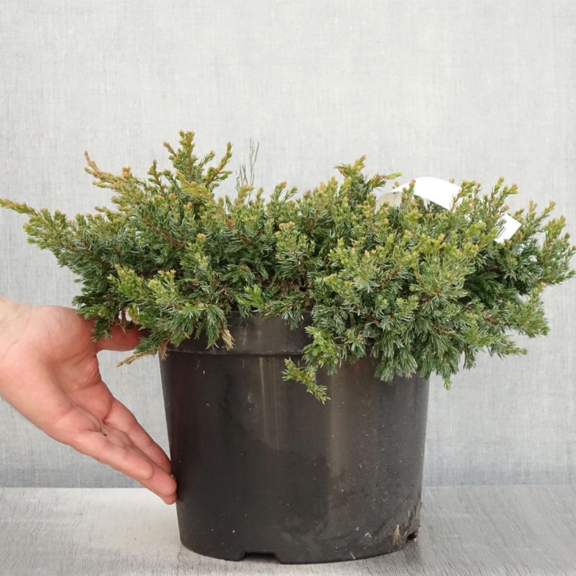 Spécimen de Genévrier commun - Juniperus communis Goldschatz Pot de 7,5L/10L tel que livré au printemps