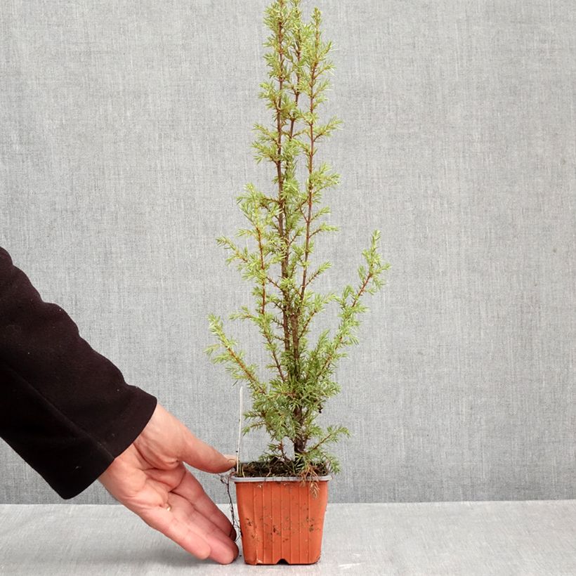 Spécimen de Genévrier commun - Juniperus communis Hibernica Godet de 8/9 cm tel que livré en automne