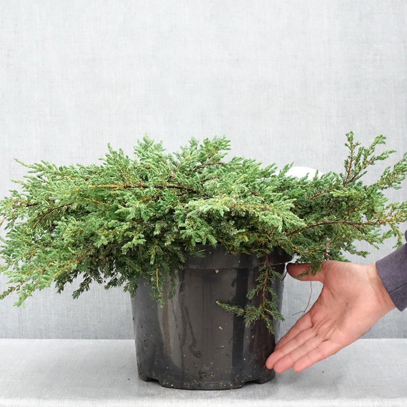 Example of Genévrier commun - Juniperus communis Repanda Pot de 7,5L/10L as you get in printemps