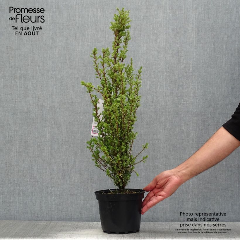 Spécimen de Genévrier commun - Juniperus communis Sentinel Pot de 3L/4L tel que livré en été